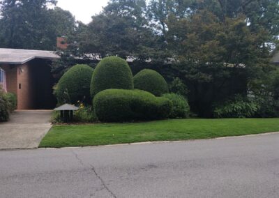 Ornate shrubbery trimmed to resemble a large butterfly in front of a suburban house, executed by a skilled employee. - Little Rock Lawn Care and Mowing Services by Apex Lawn Care Lush green lawn and well-manicured hedges showcasing professional lawn care services by APEX Lawn Care in Little Rock, Arkansas.