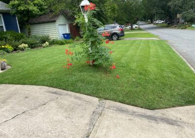 A well-manicured front lawn with a flowerbed and a hanging basket lamp post, with a residential street in the Little Rock Metro Area in the background. - Little Rock Lawn Care and Mowing Services by Apex Lawn Care Well-manicured lawn with striped grass, ornamental flowerbed featuring red blooms, and a residential street view in Little Rock, Arkansas, showcasing APEX Lawn Care services.